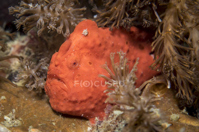 Grenouille rouge sur le fond marin — Photo de stock