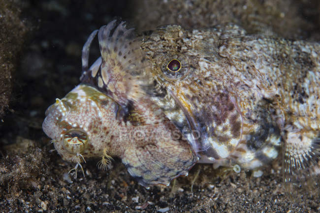 Lizardfish eating blenny on seafloor — Stock Photo
