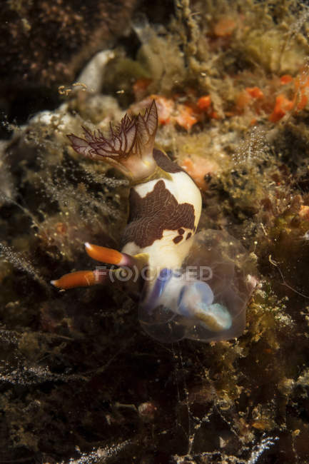Nembrotha chamberlaini nudibranch — стокове фото