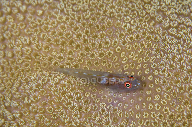 Goby em tiro de close-up de coral — Fotografia de Stock