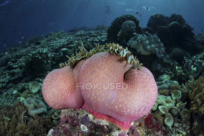 Colorful sea anemone on reef — Stock Photo