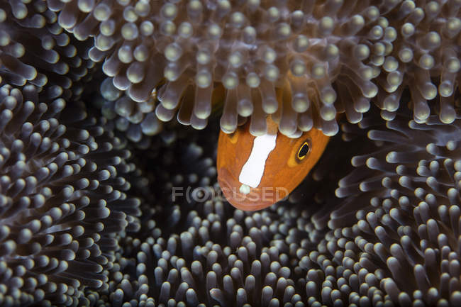 Peixes-palhaço que olham para fora da anêmona hospedeira — Fotografia de Stock
