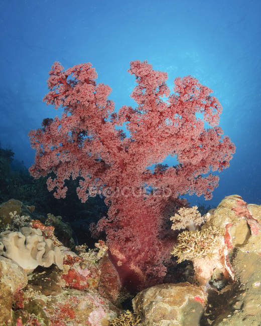 Coral rojo suave en el arrecife - foto de stock