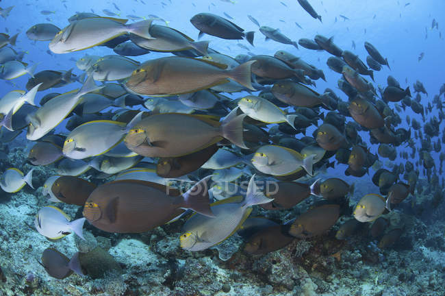 School of yellowmask surgeonfish — Stock Photo