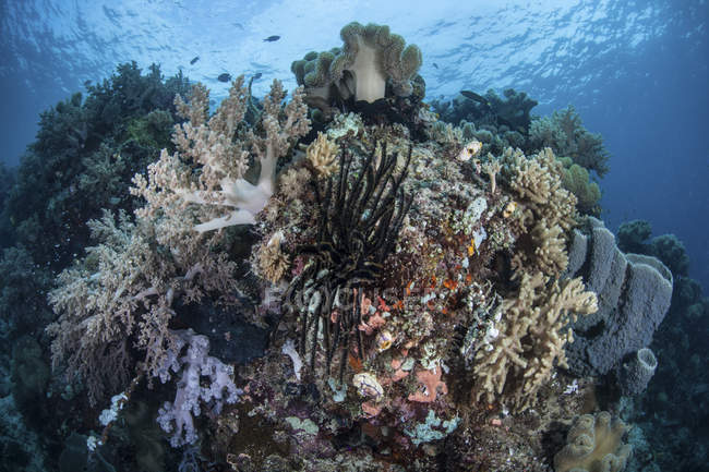 Разнообразные кораллы, покрывающие здоровый риф в Индонезии — стоковое фото