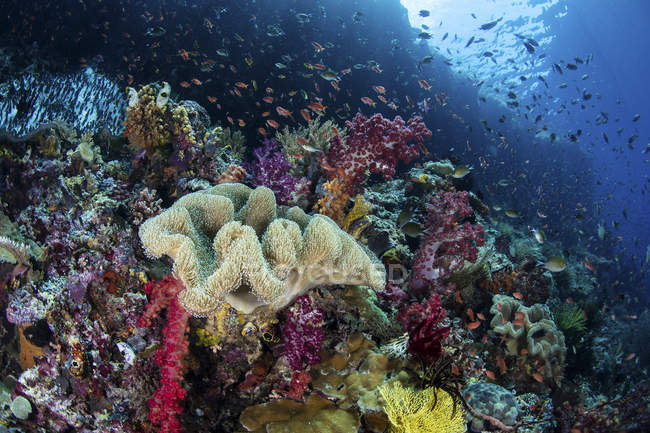 Poissons nageant au-dessus de récifs coralliens sains — Photo de stock