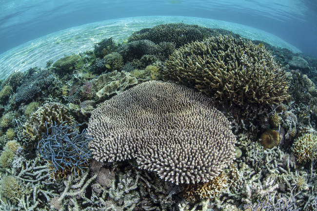 Reef-building corals thriving in shallow water — Stock Photo