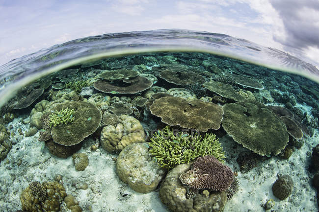 Arrecife de coral en el Parque Nacional de Wakatobi - foto de stock