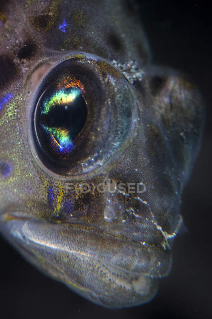 Goby fish close seup headshot — стоковое фото