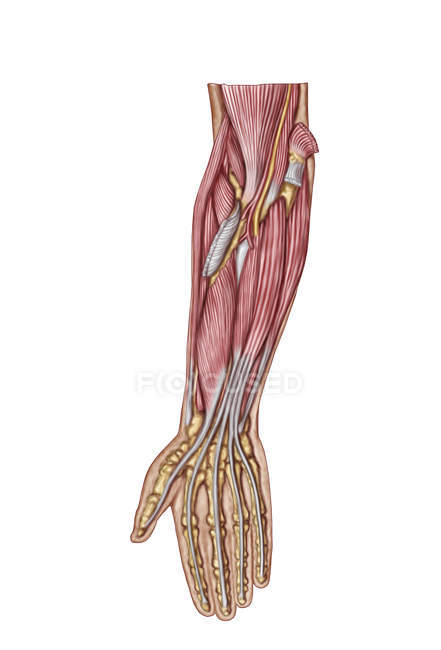 Анатомія людини передпліччя м'язів — стокове фото