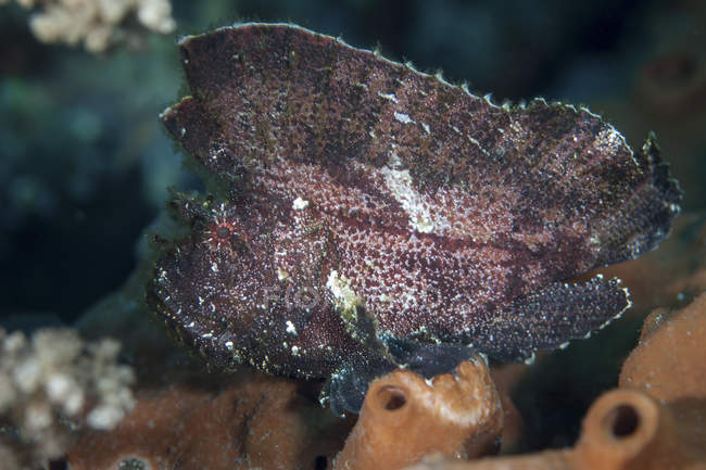 Hoja de pez escorpión en el arrecife - foto de stock
