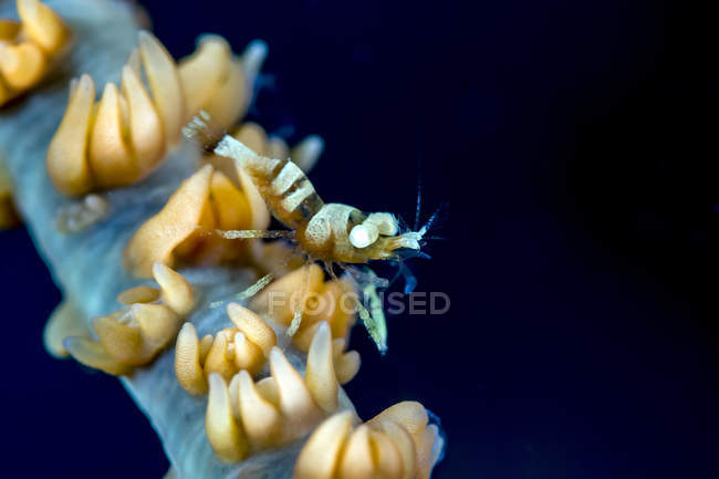Anker Peitsche Korallengarnelen — Stockfoto