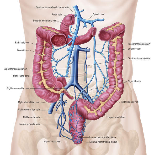 Anatomía del sistema venoso abdominal humano - foto de stock