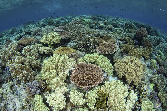 Arrecife de coral en el Parque Nacional de Wakatobi - foto de stock