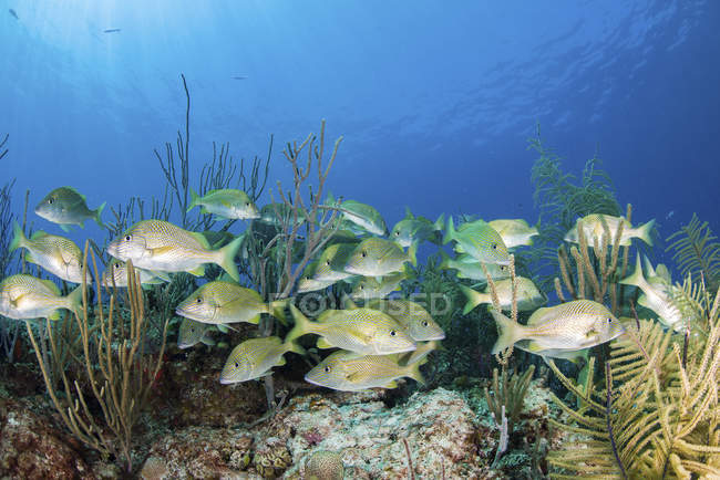 Escuela de peces nadando sobre el arrecife - foto de stock