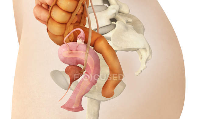 Medical illustration of female genital organs — Stock Photo