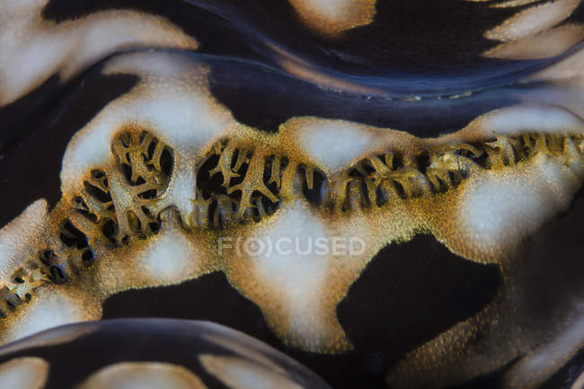 Riesenmuschel am Korallenriff — Stockfoto