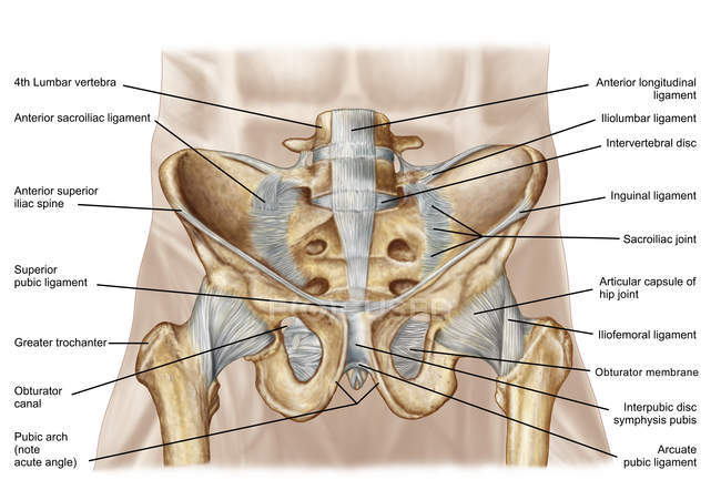 Анатомия тазовой кости человека и связок — стоковое фото