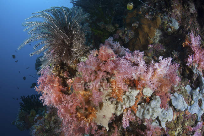 Coloridos corales en el arrecife cerca de Sulawesi - foto de stock
