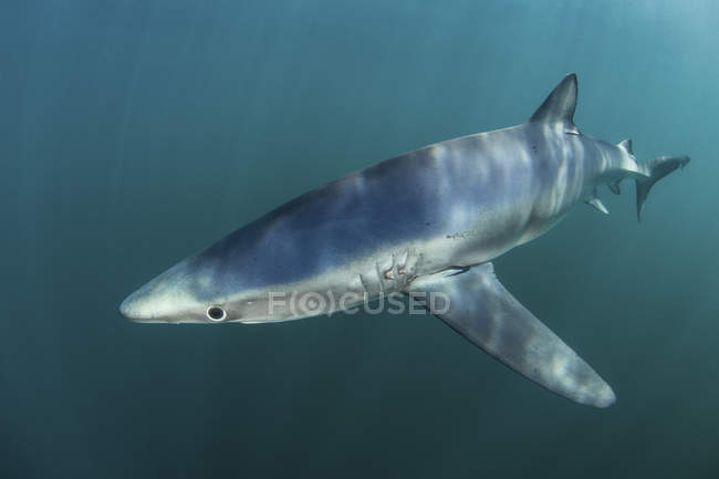Blauhai kreuzt in kaltem Wasser — Stockfoto
