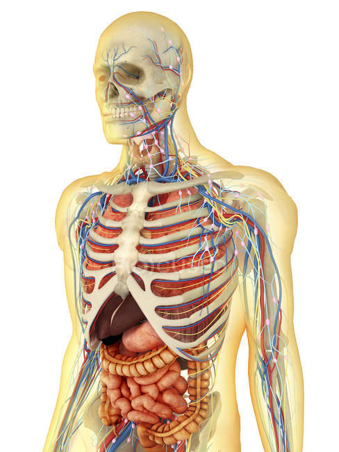 Cuerpo humano transparente con órganos internos, sistemas nervioso, linfático y circulatorio - foto de stock