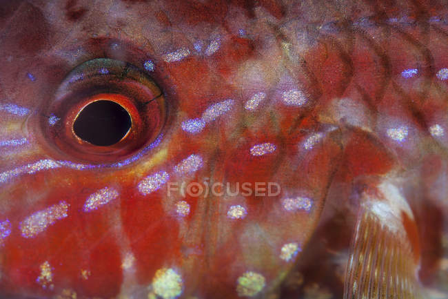 Goatfish eye and scales closeup shot — Stock Photo