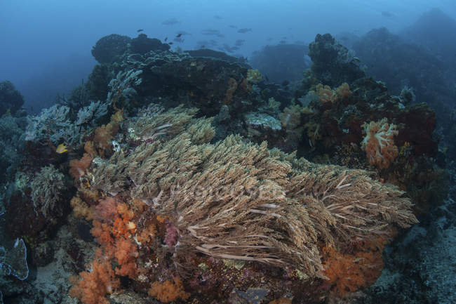 Corrente ondeggiante coralli sulla barriera corallina — Foto stock