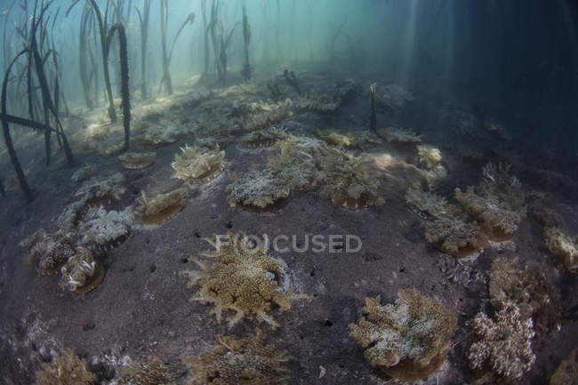 Перевернутая медуза, лежащая на дне моря — стоковое фото