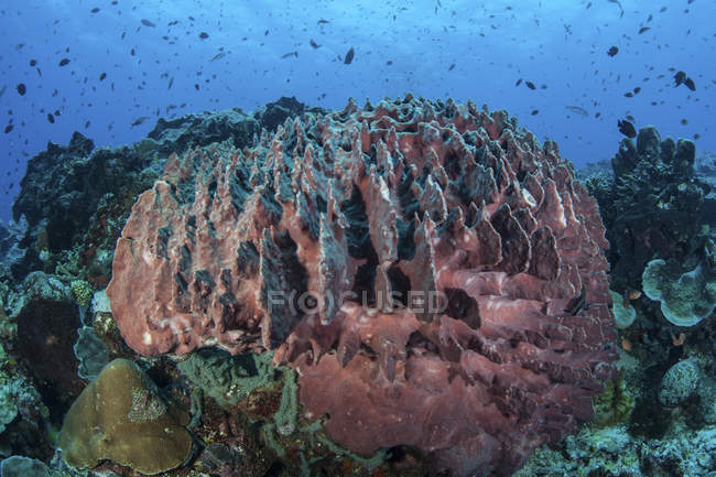 Esponja de barril masiva en el arrecife de coral - foto de stock