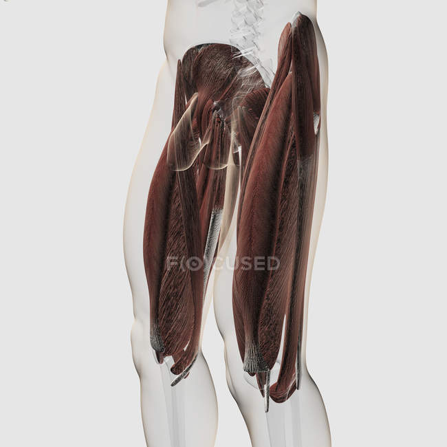Anatomía muscular masculina de las piernas humanas - foto de stock