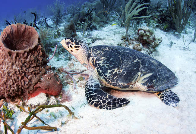 Injured Hawksbill Turtle in Caribbean Sea — Stock Photo