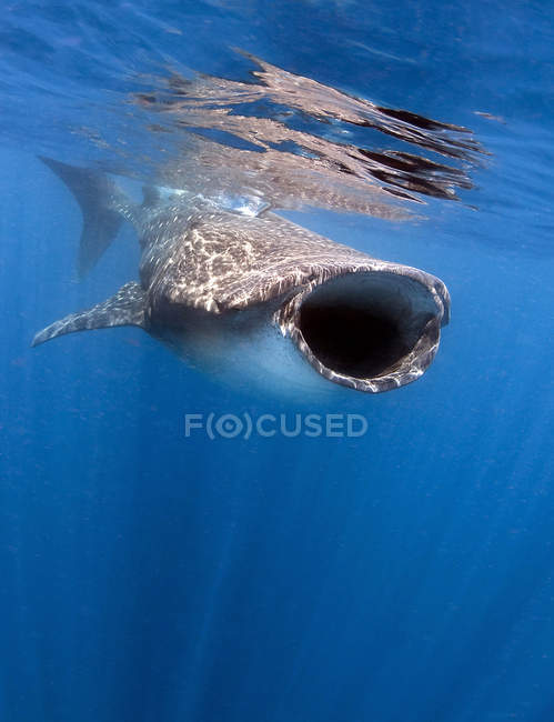 Squalo balena che si nutre vicino a Isla Mujeres — Foto stock