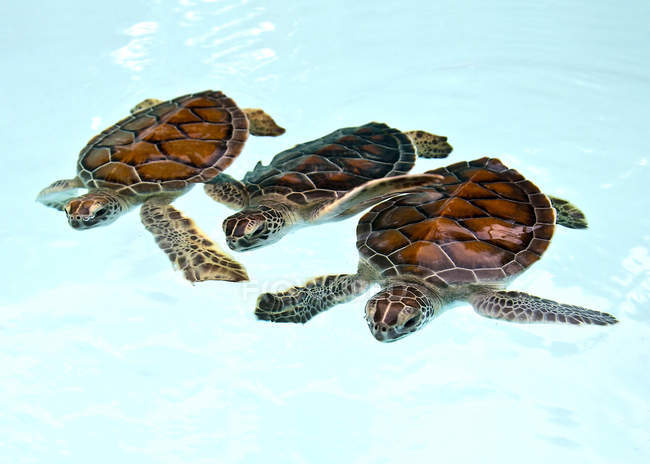 Drei grüne Schildkröten im Pool — Stockfoto