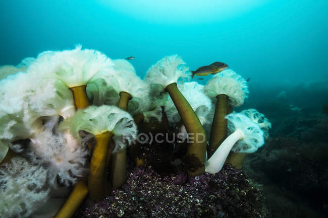 Anemoni plumosi giganti — Foto stock
