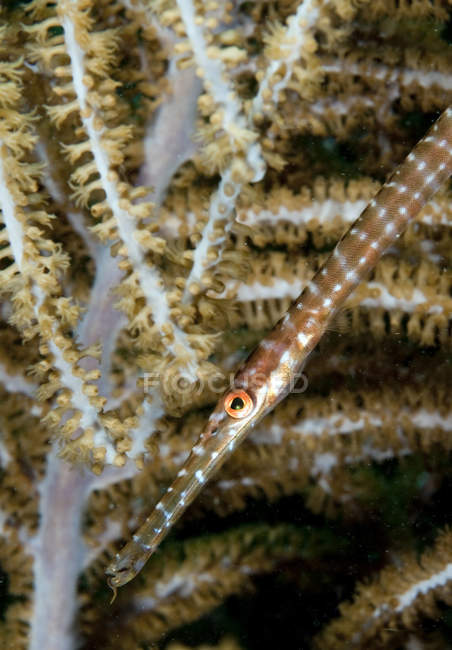 Trompeta juvenil sobre coral blando - foto de stock