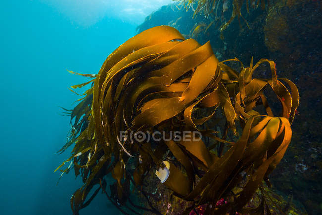 Algas gigantes creciendo en la Bahía de Resurrección - foto de stock