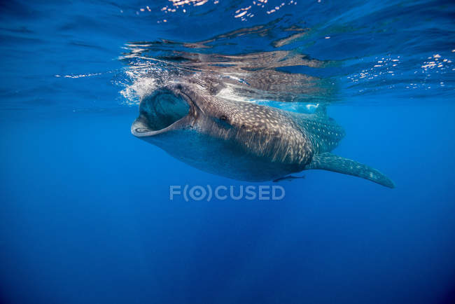 Tiburón ballena en Isla Mujeres - foto de stock