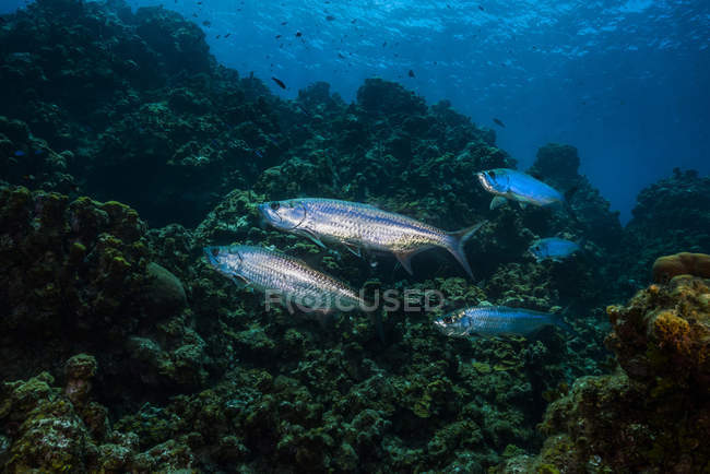 Tarpones nadando sobre el arrecife - foto de stock
