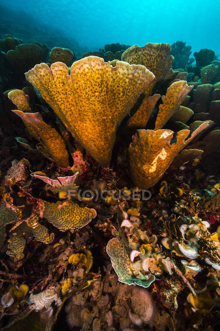 Colorido arrecife de coral en Raja Ampat - foto de stock