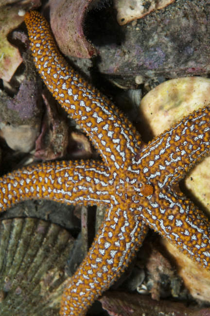 Морская звезда лежит на дне моря — стоковое фото