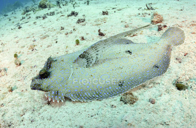 Pavone Flounder sulla sabbia — Foto stock