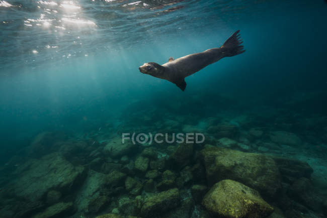 León marino de California en aguas cristalinas - foto de stock