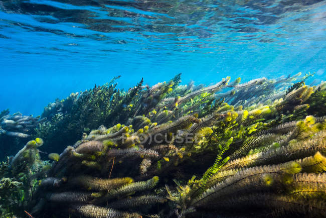 Растительность колеблется в потоке Сан-Маркоса — стоковое фото