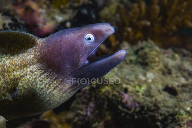 White-eyed moray eel with opened mouth — Stock Photo