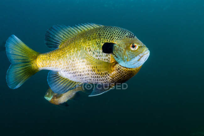 Сонячний окунь синьозябровий sunfish в темні води — стокове фото