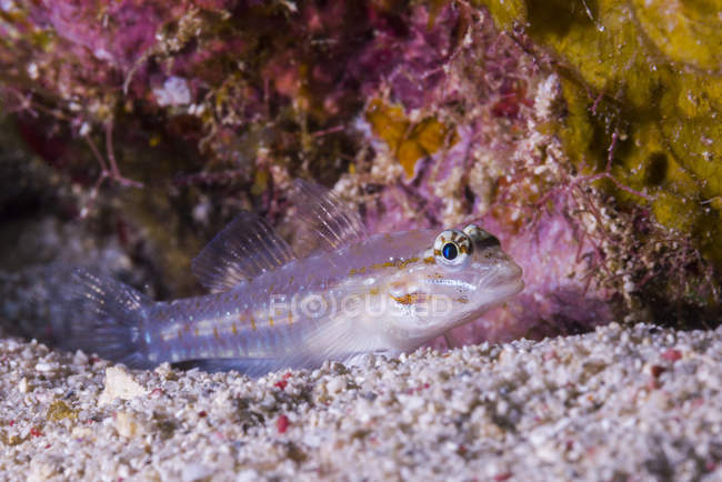 Плямистий горобчик відпочиває на морській підлозі — стокове фото