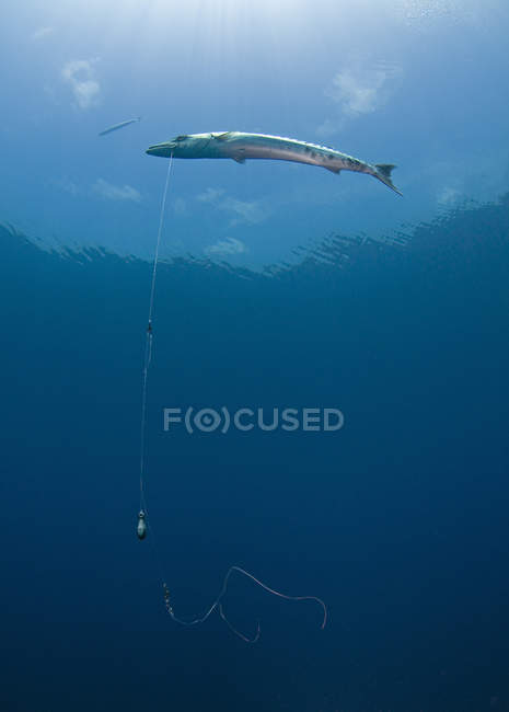 Great barracuda hooked with fishing line — Stock Photo
