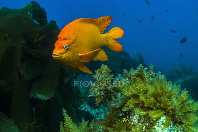 Garibaldi hiding in kelp — Stock Photo