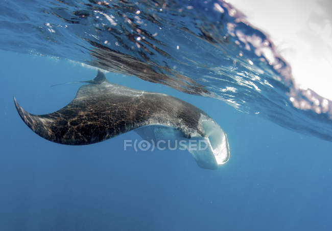 Manta ray swimming near water surface — Stock Photo