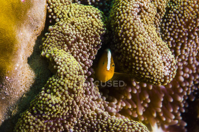 Orangefarbene Anemonenfische verstecken sich in Korallen — Stockfoto
